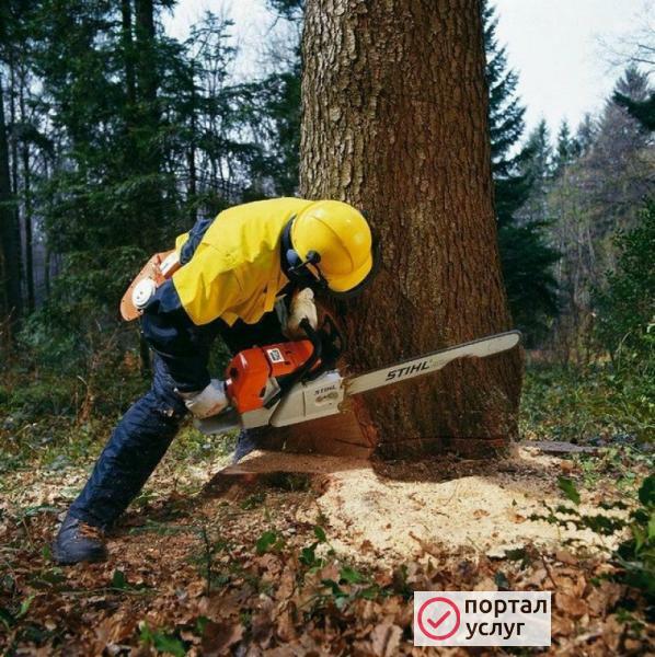 Фото Спилить дерево