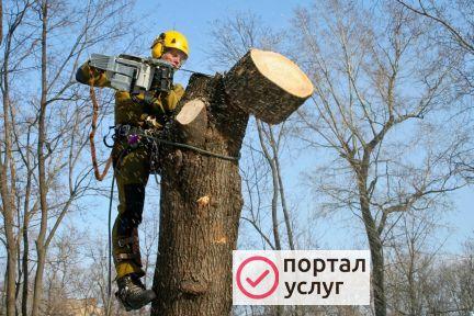 Фото Спил деревьев