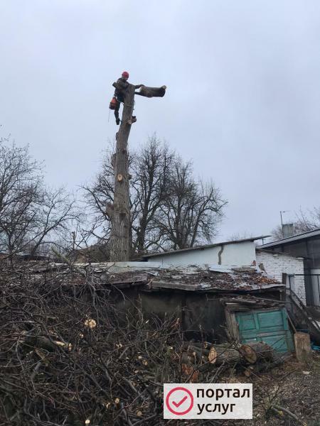 Фото Спил деревьев.Удаление деревьев.Арбористика