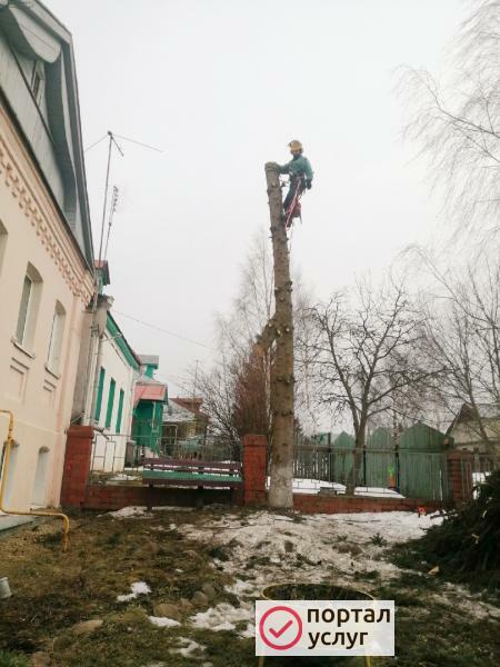 Фото Спил деревьев