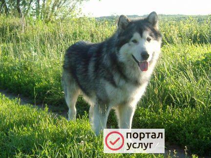 Фото Вязка Аляскинский маламут