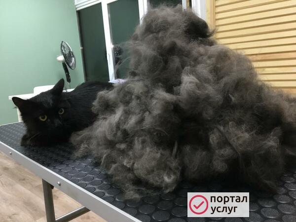 Фото Стрижка собак и кошек
