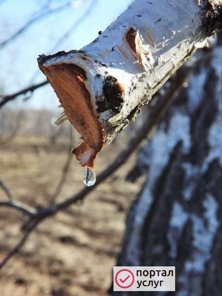 Фото Березовый сок