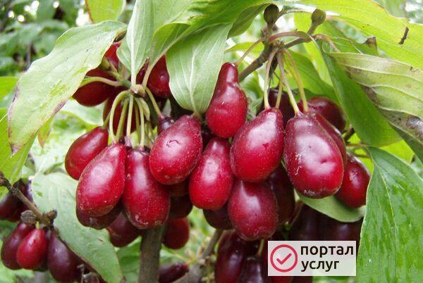 Фото Продам кизил