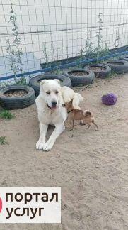 Фото Kindergarten_for_dogs 