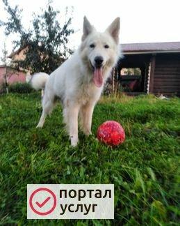 Фото Kindergarten_for_dogs 