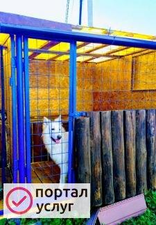 Фото " детский сад для собак"