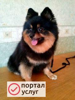 Фото Немецкий шпиц для вязки