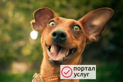 Фото Передержка собак