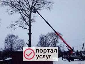 Фото Спил деревьев