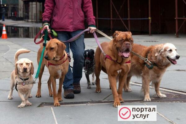 Фото Выгул собак