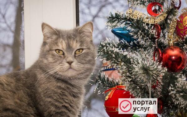 Фото передержка кошек