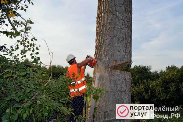 Фото Вырубка деревьев,  спилим, обрежем