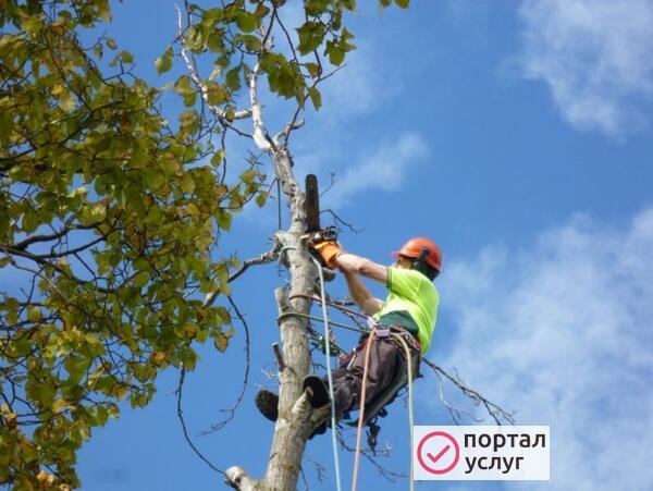 Фото Спил деревьев, уборка участков.