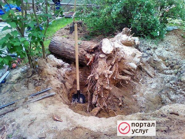 Фото Спил деревьев. Вырубка кустарнника.