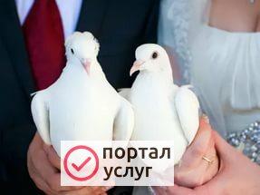 Фото Голуби для свадьбу