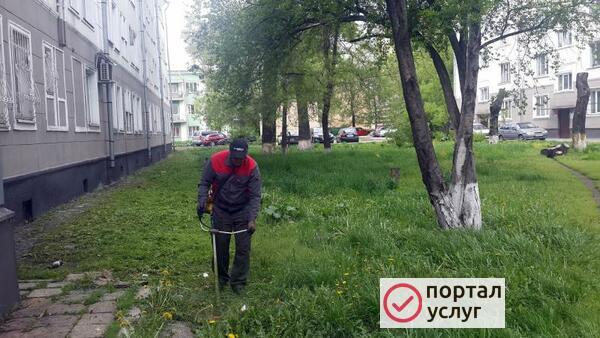 Фото Покос травы триммером