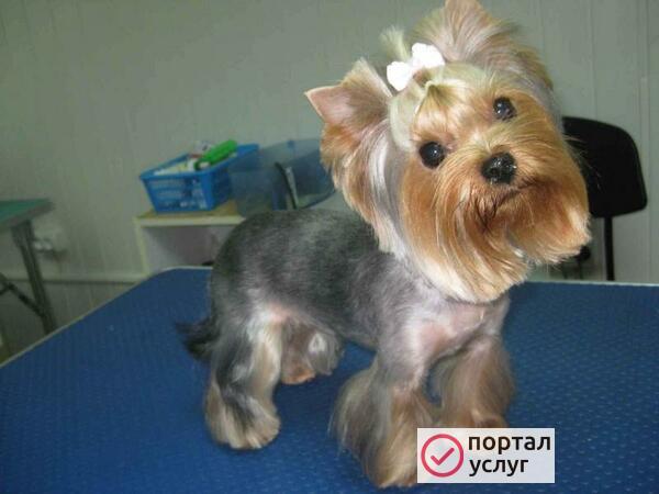 Фото Стрижка кошек и собак
