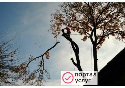 Фото Арбористика
