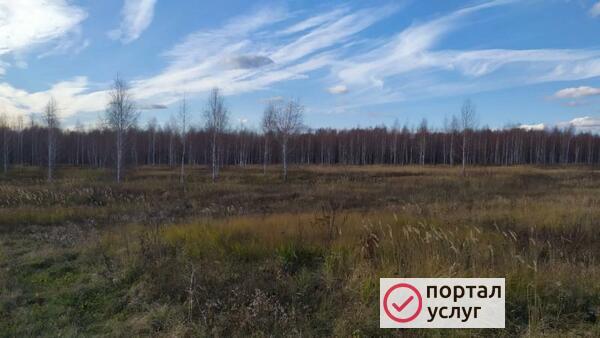 Фото очистка участка от зарослей