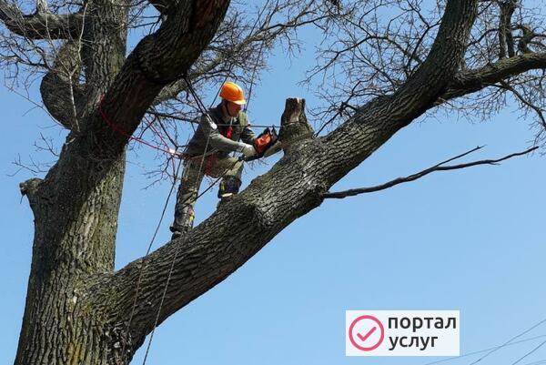 Фото Спил  деревьев 