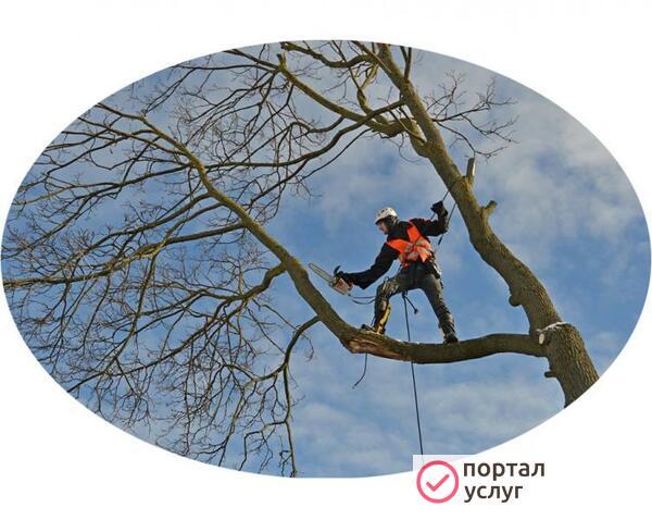 Фото Спил деревьев