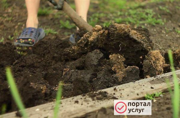 Фото Вскопаем огород