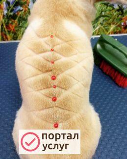 Фото Груминг услуги