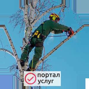 Фото Спил деревьев