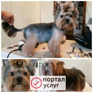 Фото Стрижка собак и кошек