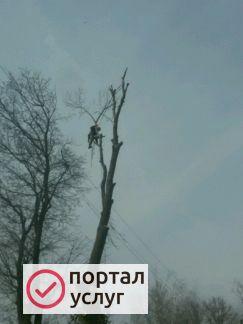 Фото Удаление деревьев