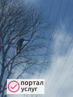 Фото Удаление деревьев
