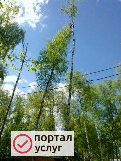 Фото Удаление деревьев