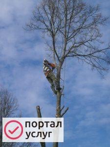 Фото Удаление деревьев