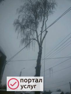 Фото Удаление деревьев