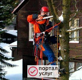Фото Спил деревьев