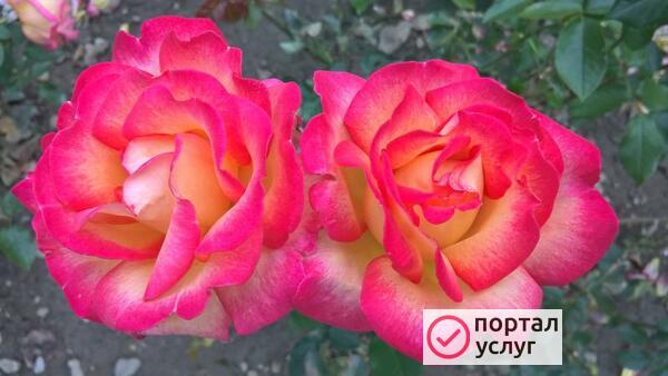 Фото Уборка квартир