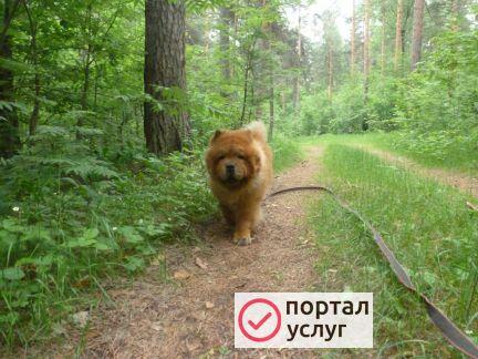 Фото Передержка собак и кошек