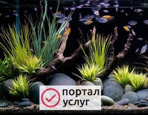 Фото Аквариумное обслуживание