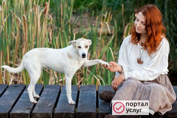 Фото Выгул вашего питомца
