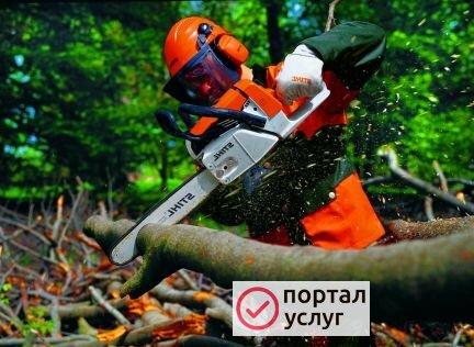 Фото Спил деревьев