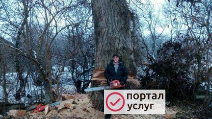 Фото Спил деревьев