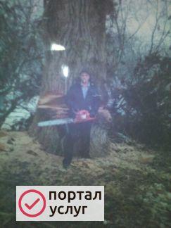 Фото Спил деревьев