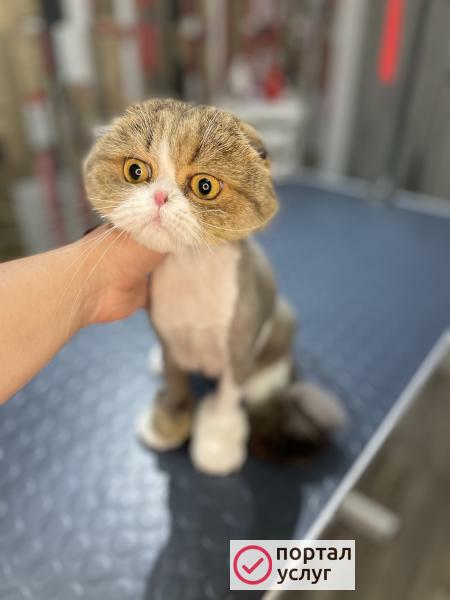 Фото Стрижка собак и кошек 