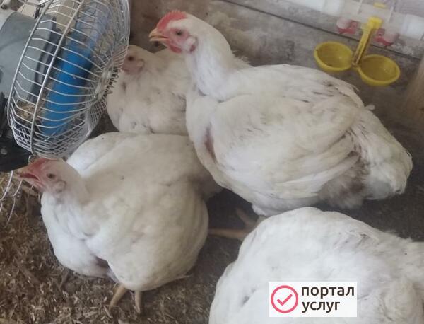 Фото Мясо домашнего бройлера