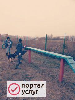 Фото Дрессировка собак