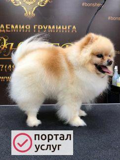 Фото Стрижка собак и кошек