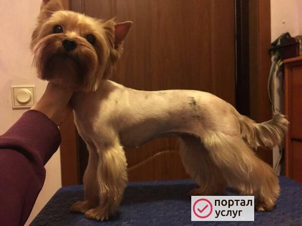Фото Стрижка собак и кошек. Экспресс-линька