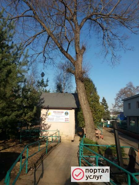 Фото УДАЛЕНИЕ ДЕРЕВЬЕВ