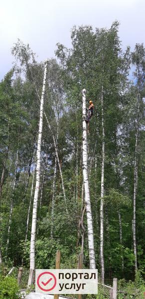 Фото Спил деревьев